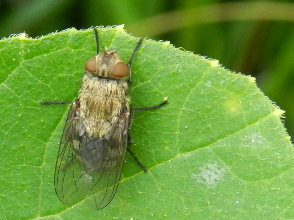 Pollenia sp